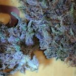 Blue Haze Strain Marijuana Plant