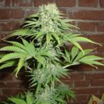 Blueberry Haze Marijuana Strain