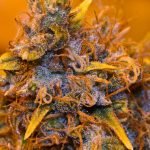 Blueberry OG Strain Marijuana Plant