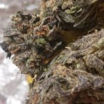 Bordello Strain Marijuana Plant