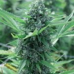 Boss OG Marijuana Strain