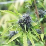 Boss OG Strain Marijuana Plant