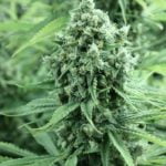 Casey Jones Marijuana Strain