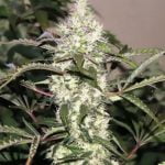 Cherry Chem Marijuana Strain