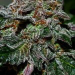 Cherry Chem Strain Marijuana Plant