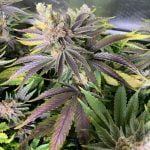 Cherry Garcia Marijuana Strain
