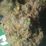 Cherry Garcia Strain Marijuana Plant