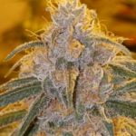 Cherry Gorilla Strain Marijuana Plant
