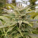 Cherry Wine Marijuana Strain