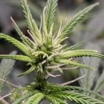 Cherry Wine Strain Marijuana Plant