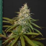 Citron Marijuana Strain