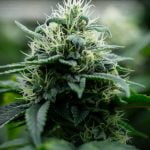 Copper Chem Marijuana Strain