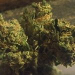 Copper Chem Strain Marijuana Plant