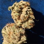 Cornbread Bud