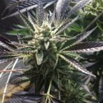 Cornbread Marijuana Strain