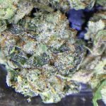 Cornbread Strain Marijuana Plant