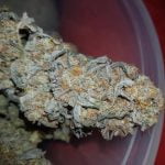 Critical Strain Marijuana Plant