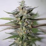 Diablo Marijuana Strain