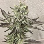 Extreme Cream Marijuana Strain