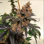 Falcon 9 Marijuana Strain