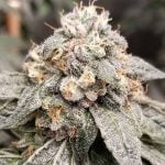 Falcon 9 Strain Marijuana Plant