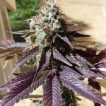 French Cookies Marijuana Strain