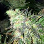 French Cookies Strain Marijuana Plant