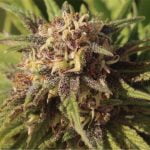 Game Changer Marijuana Strain
