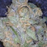 Game Changer Strain Marijuana Plant