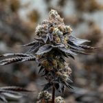 Gary Payton Marijuana Strain