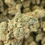 Gary Payton Strain Marijuana Plant