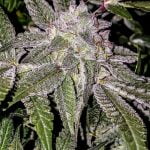 Gelonade Marijuana Strain