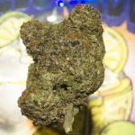 Gelonade Strain Marijuana Plant