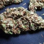 Glueberry Bud