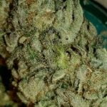 Glueberry Strain Marijuana Plant