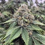 Godfather OG Marijuana Strain