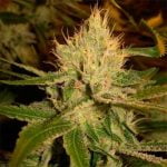 Golden Lemon Marijuana Strain