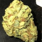 Golden Lemon Strain Marijuana Plant