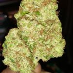 Golden Strawberry Bud