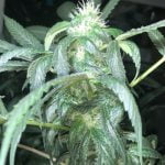 Golden Strawberry Marijuana Strain