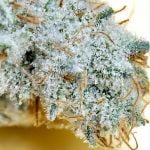 Golden Strawberry Strain Marijuana Plant