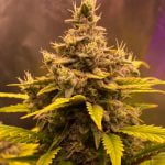 Gorilla Girl Marijuana Strain