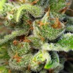 Gorilla Girl Strain Marijuana Plant