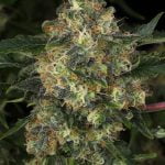 Guava Cake Marijuana Strain