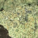 Guava Cake Strain Marijuana Plant