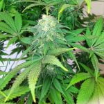 Guava Jelly Marijuana Strain