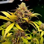 Gunslinger Marijuana Strain