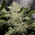 Gunslinger Strain Marijuana Plant