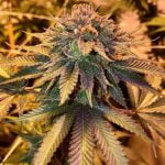 Humble Pie Marijuana Strain