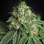 Jesus OG Marijuana Strain